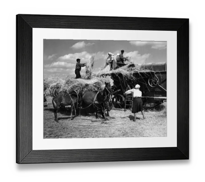 Framed Print : Harvesting scenes on the Chkalov collective farm near the village of Trushki in