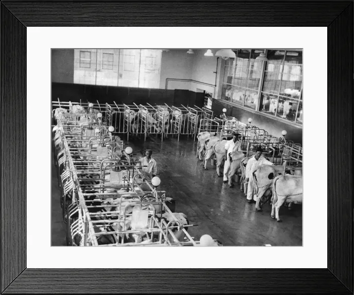 Framed Print : Farmers with cows at a milking parlour at a dairy farm. June 1939 P004478