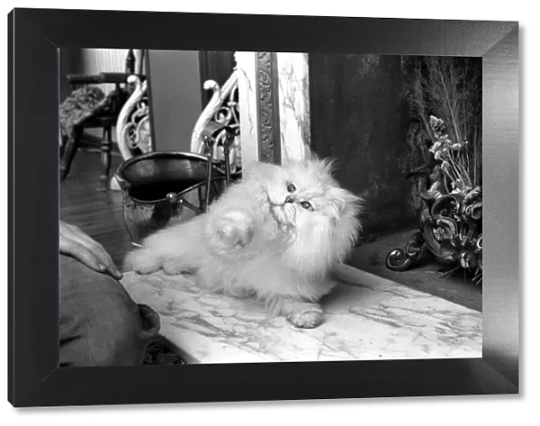 Male Persian cat called Chinchilla. February 1975 75-01144-014