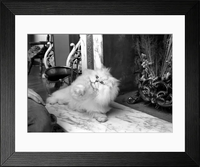 Framed Print : Male Persian cat called Chinchilla. February 1975 75-01144-014 Framed Print : Male Persian cat called Chinchilla. February 1975 75-01144-014