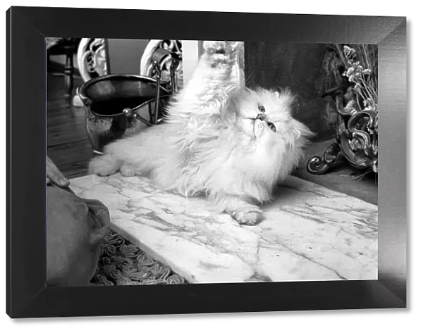 Male Persian cat called Chinchilla. February 1975 75-01144