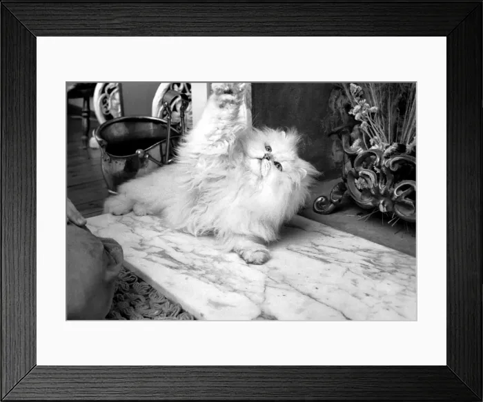 Framed Print : Male Persian cat called Chinchilla. February 1975 75-01144 Framed Print : Male Persian cat called Chinchilla. February 1975 75-01144