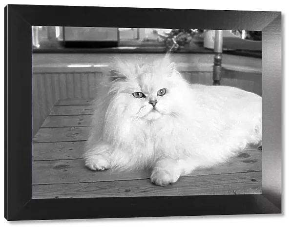 Male Persian cat called Chinchilla. February 1975 75-01144-003