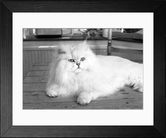 Framed Print : Male Persian cat called Chinchilla. February 1975 75-01144-003 Framed Print : Male Persian cat called Chinchilla. February 1975 75-01144-003