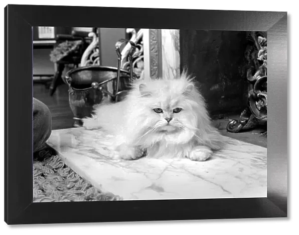 Male Persian cat called Chinchilla. February 1975 75-01144-012