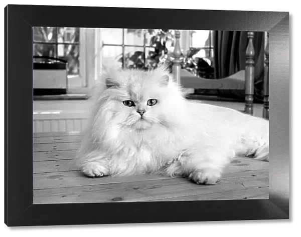 Male Persian cat called Chinchilla. February 1975 75-01144-001
