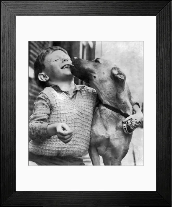 Framed Print : Seven-year-old William Fraser of Colne and Lady'the dog who saved his life Framed Print : Seven-year-old William Fraser of Colne and Lady'the dog who saved his life