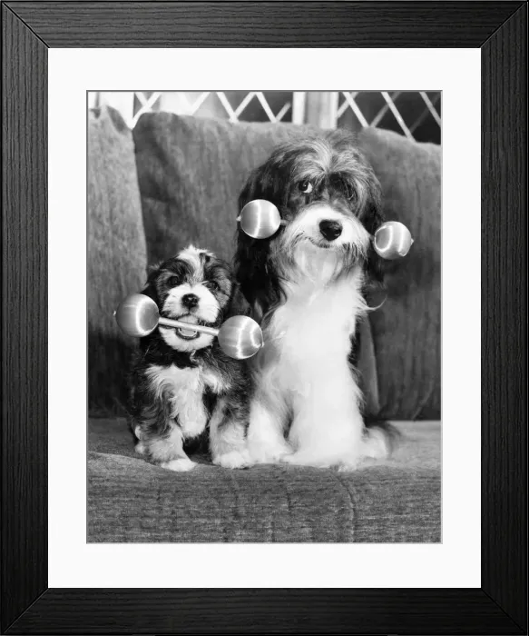 Framed Print : Proud: Pippin lets her youngsters in on the act. February 1984 P006491 Framed Print : Proud: Pippin lets her youngsters in on the act. February 1984 P006491