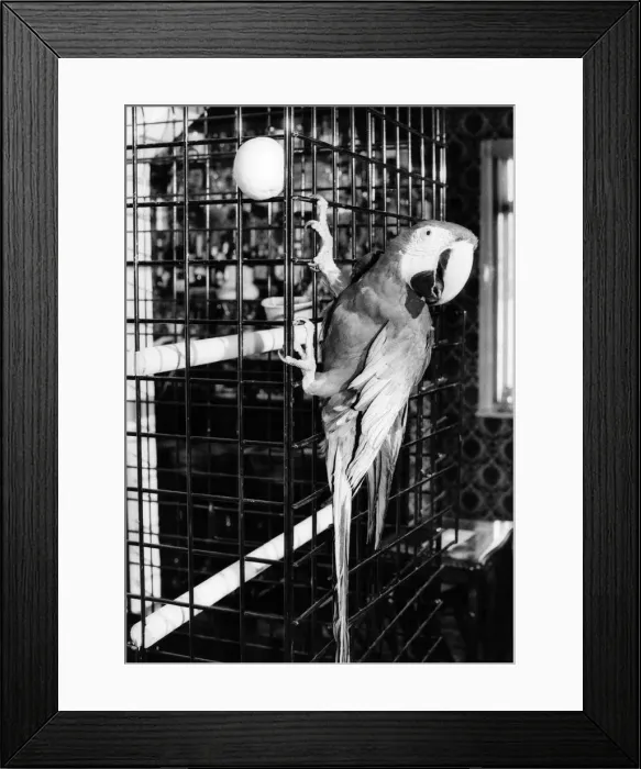 Framed Print : Birds: Parrots. Snoopy. May 1986 P006003 Framed Print : Birds: Parrots. Snoopy. May 1986 P006003