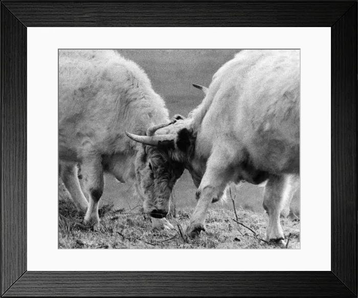 Framed Print : Animals: Battle Bulls. No second ever enter this ring. Two bulls af Chillingham Park get