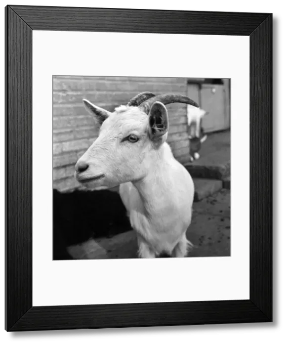 Framed Print : Animals: Goat at London Zoo. 1966 Framed Print : Animals: Goat at London Zoo. 1966