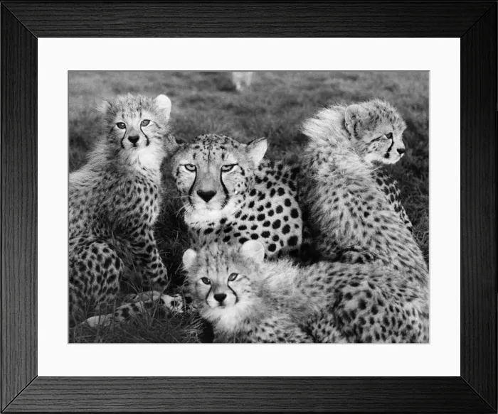 Framed Print : Spotted Beauty. Eve the Cheetah at Whipsnade Zoo, Bedfordshire Framed Print : Spotted Beauty. Eve the Cheetah at Whipsnade Zoo, Bedfordshire