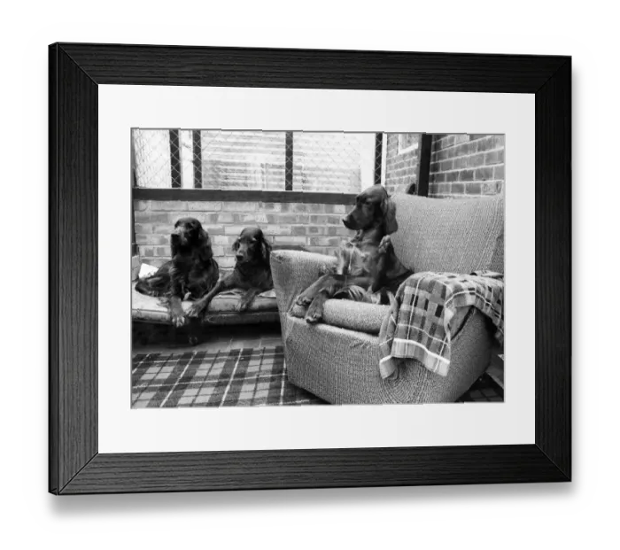 Framed Print : Dogs Life. Five-star comfort for three. December 1980 P006420