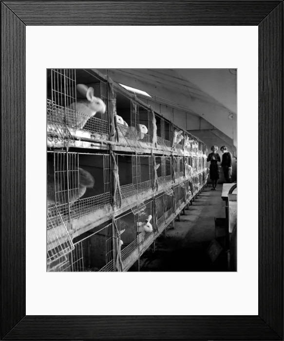 Framed Print : Rabbits bred in cage at a Rabbit farm. 1962 A871-005 Framed Print : Rabbits bred in cage at a Rabbit farm. 1962 A871-005