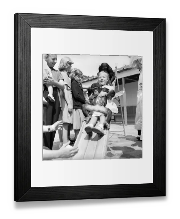Framed Print : Children play with baby Chimpanzee at Whipsnade Zoo. 1961