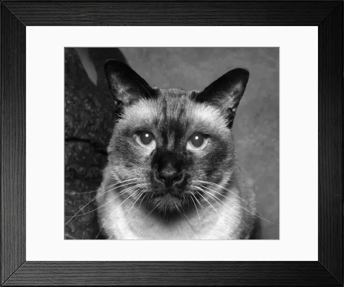 Framed Print : Animals: Cats: Siamese. P006146 Framed Print : Animals: Cats: Siamese. P006146