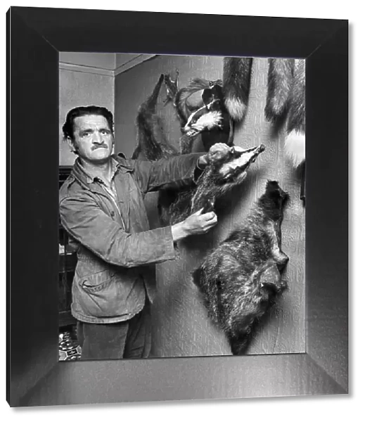 At home - Daniels and his badger skins. June 1973 P006182