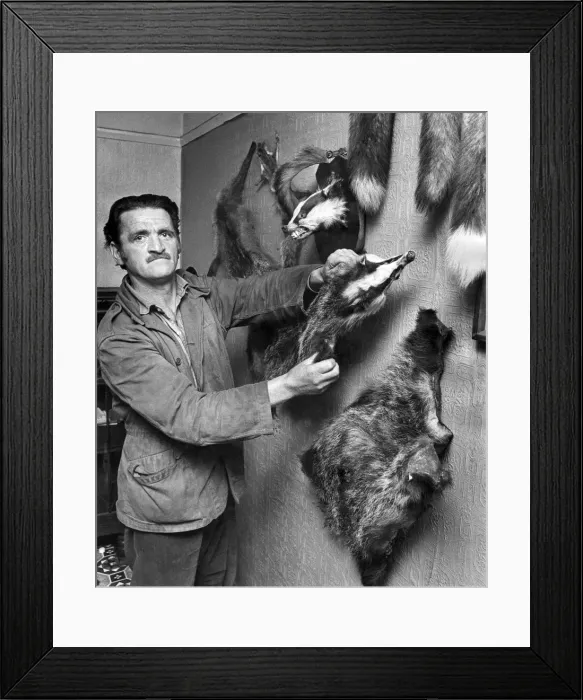 Framed Print : At home - Daniels and his badger skins. June 1973 P006182 Framed Print : At home - Daniels and his badger skins. June 1973 P006182