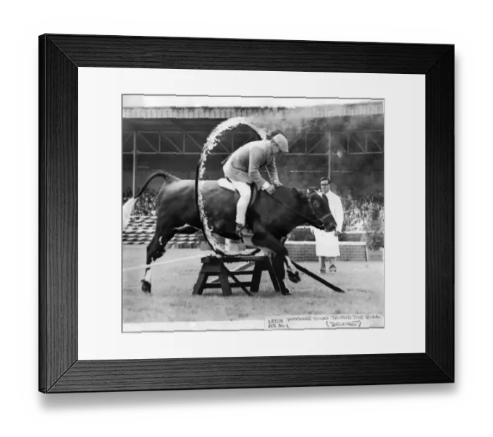 Framed Print : Mr. Colin Newloved rides his bull Taurus through. A hoop of fire at a display in the main