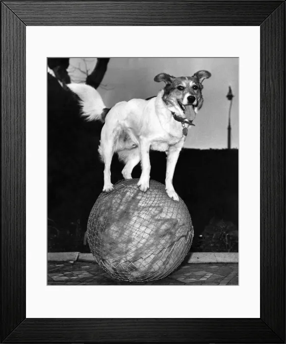 Framed Print : Rory'the performing dog of Victor Manz of 87A Pepys Road, New Cross Framed Print : Rory'the performing dog of Victor Manz of 87A Pepys Road, New Cross