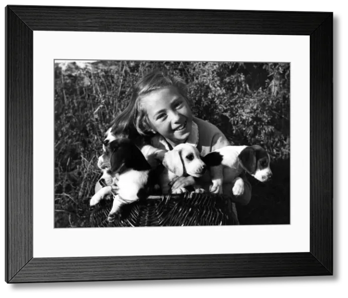 Framed Print : Eight-year-old Mary Quicke is helping to look after the Marlborough College pack of
