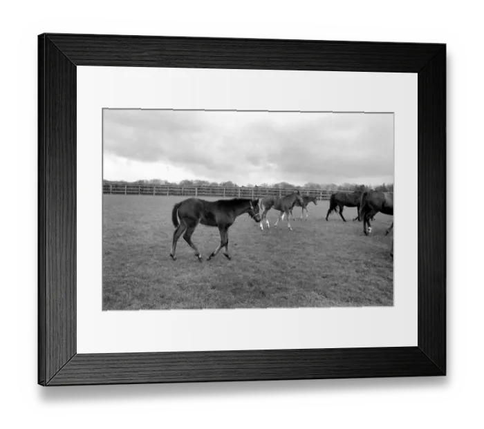 Framed Print : Million dollar trio trying out the fresh air of Newmarket in a paddock at Dunchurch Lodge Framed Print : Million dollar trio trying out the fresh air of Newmarket in a paddock at Dunchurch Lodge
