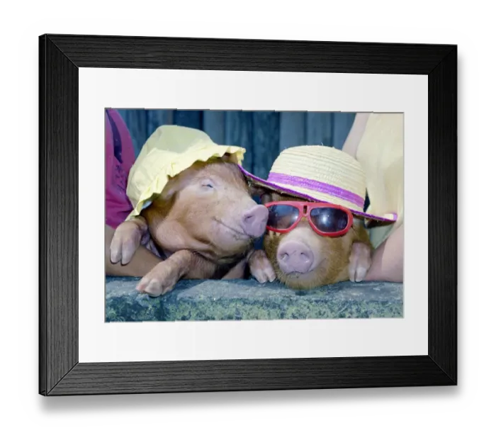 Framed Print : A touch of midsummer madness at Alfriston Zoo sussex came when temperatures reached into Framed Print : A touch of midsummer madness at Alfriston Zoo sussex came when temperatures reached into