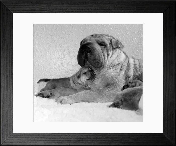 Framed Print : Chinese Shar-Pei Honey-Suckle'with two of her puppies Framed Print : Chinese Shar-Pei Honey-Suckle'with two of her puppies