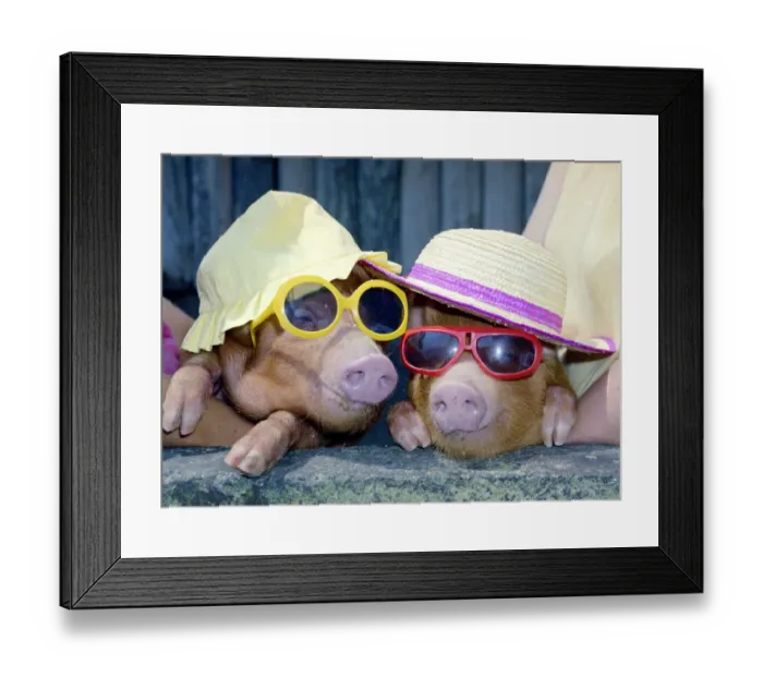 Framed Print : A touch of midsummer madness at Alfriston Zoo sussex came when temperatures reached into Framed Print : A touch of midsummer madness at Alfriston Zoo sussex came when temperatures reached into