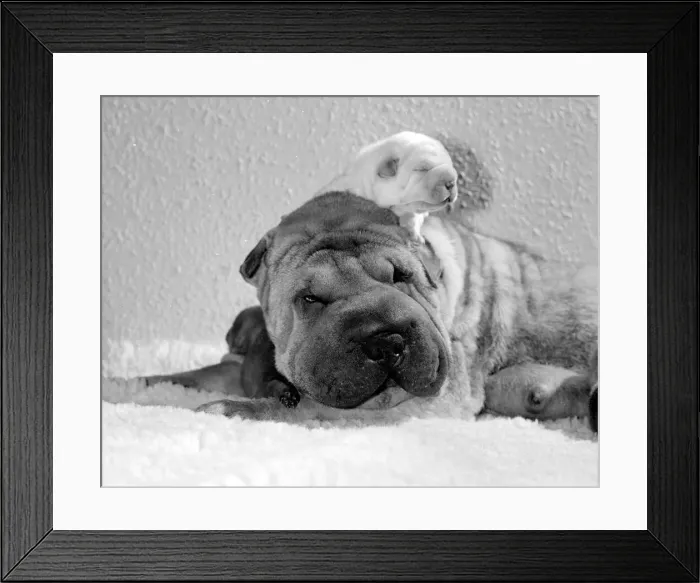 Framed Print : Chinese Shar-Pei Honey-Suckle'with one of her puppies. 82 / 5178 Sidey Framed Print : Chinese Shar-Pei Honey-Suckle'with one of her puppies. 82 / 5178 Sidey