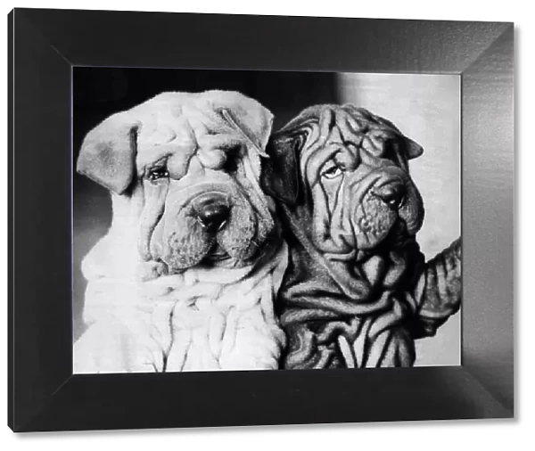 Pair of Chinese Shar-Pei dogs