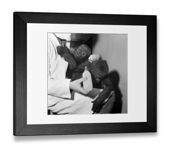 Framed Print : Cute: Animals: Apes and Monkeys. The first pictures of Chessington ZooIs new baby