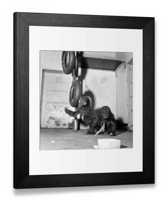 Framed Print : Cute: Animals: Apes and Monkeys. The first pictures of Chessington ZooIs new baby Framed Print : Cute: Animals: Apes and Monkeys. The first pictures of Chessington ZooIs new baby