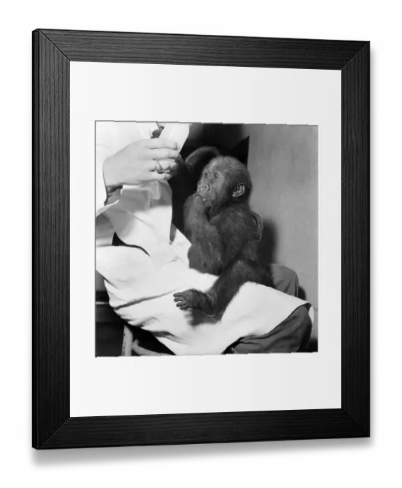 Framed Print : Cute: Animals: Apes and Monkeys. The first pictures of Chessington ZooIs new baby