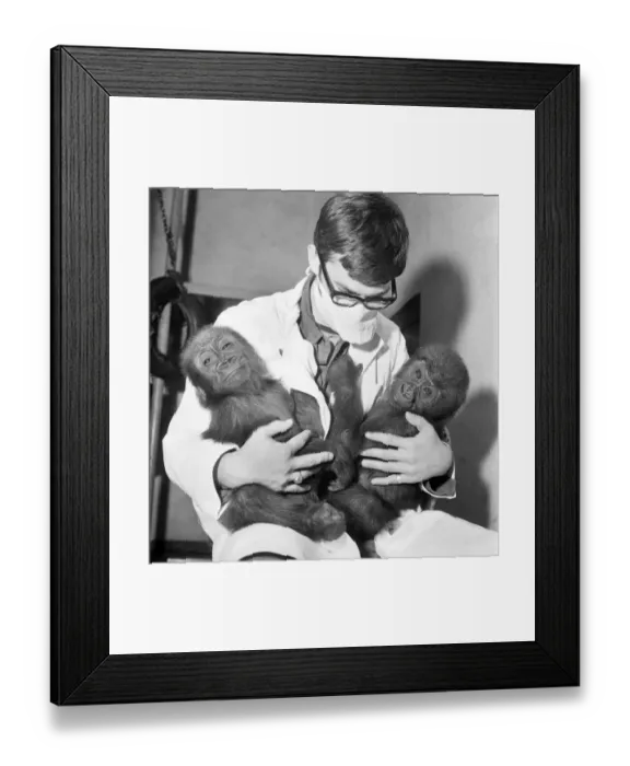 Framed Print : Cute: Animals: Apes and Monkeys. The first pictures of Chessington ZooIs new baby
