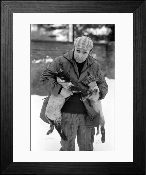 Framed Print : Shepherd seen here with his flock of Sheep in the winter snow. PM 81-02288-006 Framed Print : Shepherd seen here with his flock of Sheep in the winter snow. PM 81-02288-006