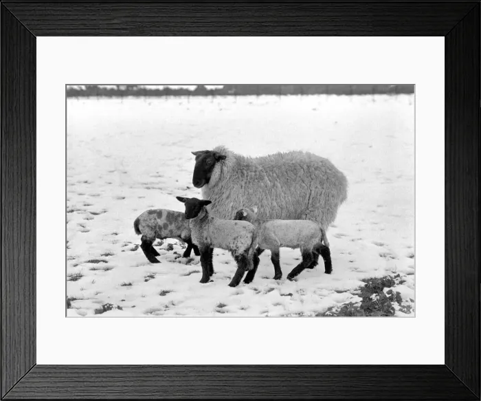 Framed Print : Shepherd seen here with his flock of Sheep in the winter snow. Sheep in the snow Framed Print : Shepherd seen here with his flock of Sheep in the winter snow. Sheep in the snow