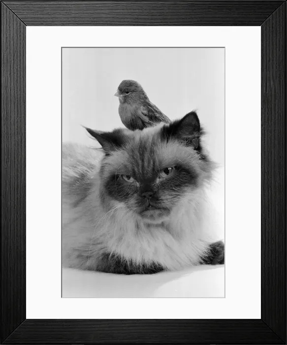 Framed Print : Cat & Bird in studio 26th November 1986. Local Caption Best of friends Best