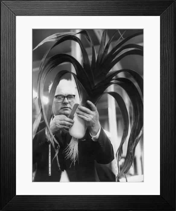 Framed Print : Arthur Wilson, judge in the First North Eastern open championship for leeks Framed Print : Arthur Wilson, judge in the First North Eastern open championship for leeks