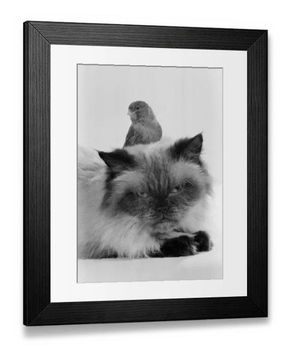 Framed Print : Cat & Bird in studio 26th November 1986. Local Caption Best of friends Best