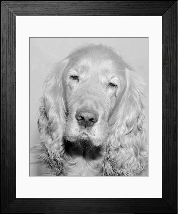 Framed Print : Shandy the golden haired cocker spaniel who was transferred to a new master this week Framed Print : Shandy the golden haired cocker spaniel who was transferred to a new master this week