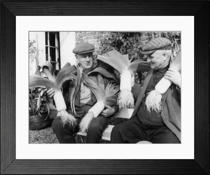 Framed Print : Two residents of Haltwhistle, Northumberland showing off their giant leeks