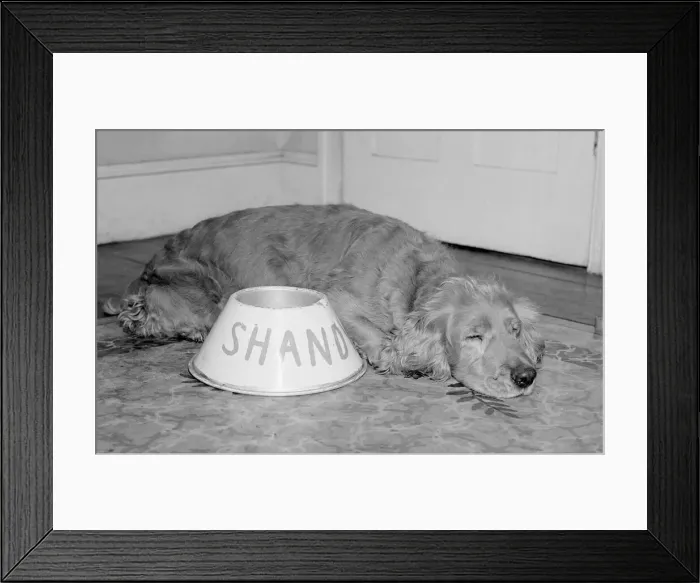 Framed Print : Shandy the golden haired cocker spaniel seen here asleep by his feeding bowl was Framed Print : Shandy the golden haired cocker spaniel seen here asleep by his feeding bowl was