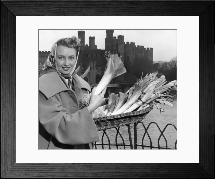 Framed Print : Mrs Margaret Kenyon holding a basket of leeks as she stands in front of Conwy Castle in Framed Print : Mrs Margaret Kenyon holding a basket of leeks as she stands in front of Conwy Castle in