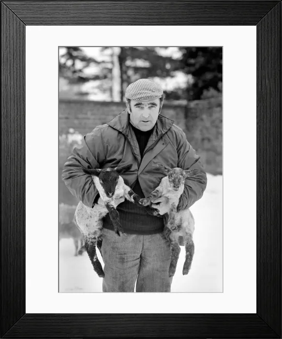 Framed Print : Shepherd seen here with his flock of Sheep in the winter snow. PM 81-02288-007 Framed Print : Shepherd seen here with his flock of Sheep in the winter snow. PM 81-02288-007