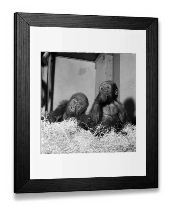 Framed Print : Cute: Animals: Apes and Monkeys. The first pictures of Chessington ZooIs new baby