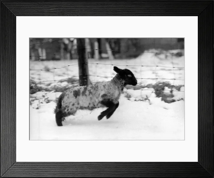 Framed Print : Shepherd seen here with his flock of Sheep in the winter snow. Sheep in the snow Framed Print : Shepherd seen here with his flock of Sheep in the winter snow. Sheep in the snow