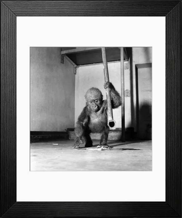 Framed Print : Cute: Animals: Apes and Monkeys. The first pictures of Chessington ZooIs new baby Framed Print : Cute: Animals: Apes and Monkeys. The first pictures of Chessington ZooIs new baby