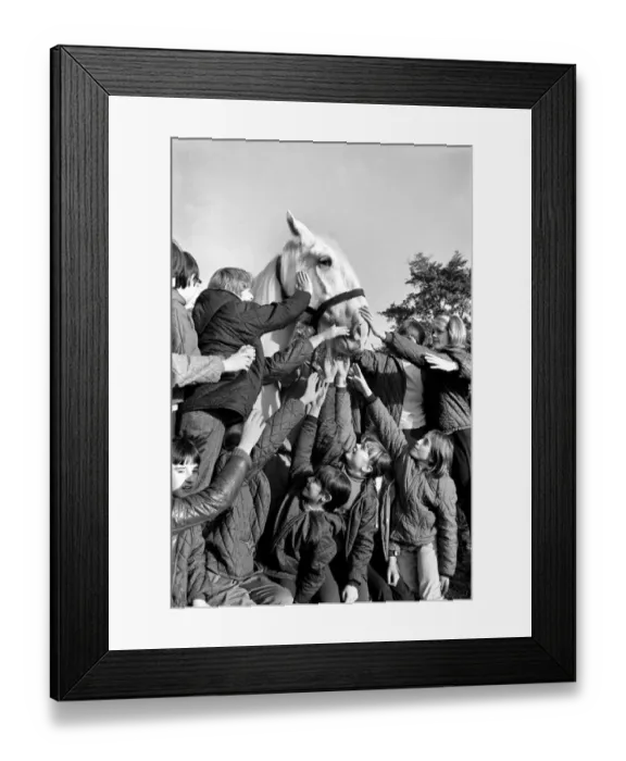 Framed Print : Children with animals: Sovereign'the massive grey Shire dray horse belonging
