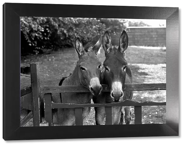 Donkeys. August 1977 77-04351-002